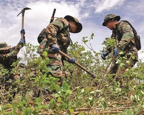 Government assures that it eradicated 9,458 hectares of coca leaf crops in 2021