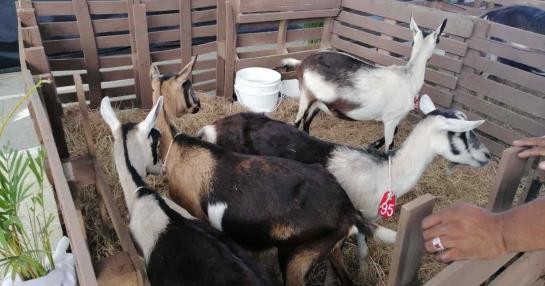 Government bets on the reactivation of goat raising in 10 provinces