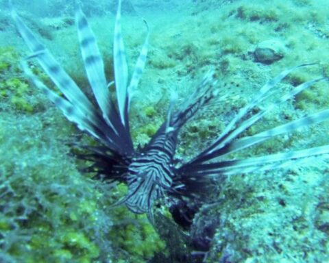 Government warns bathers and fishermen about lionfish dangers