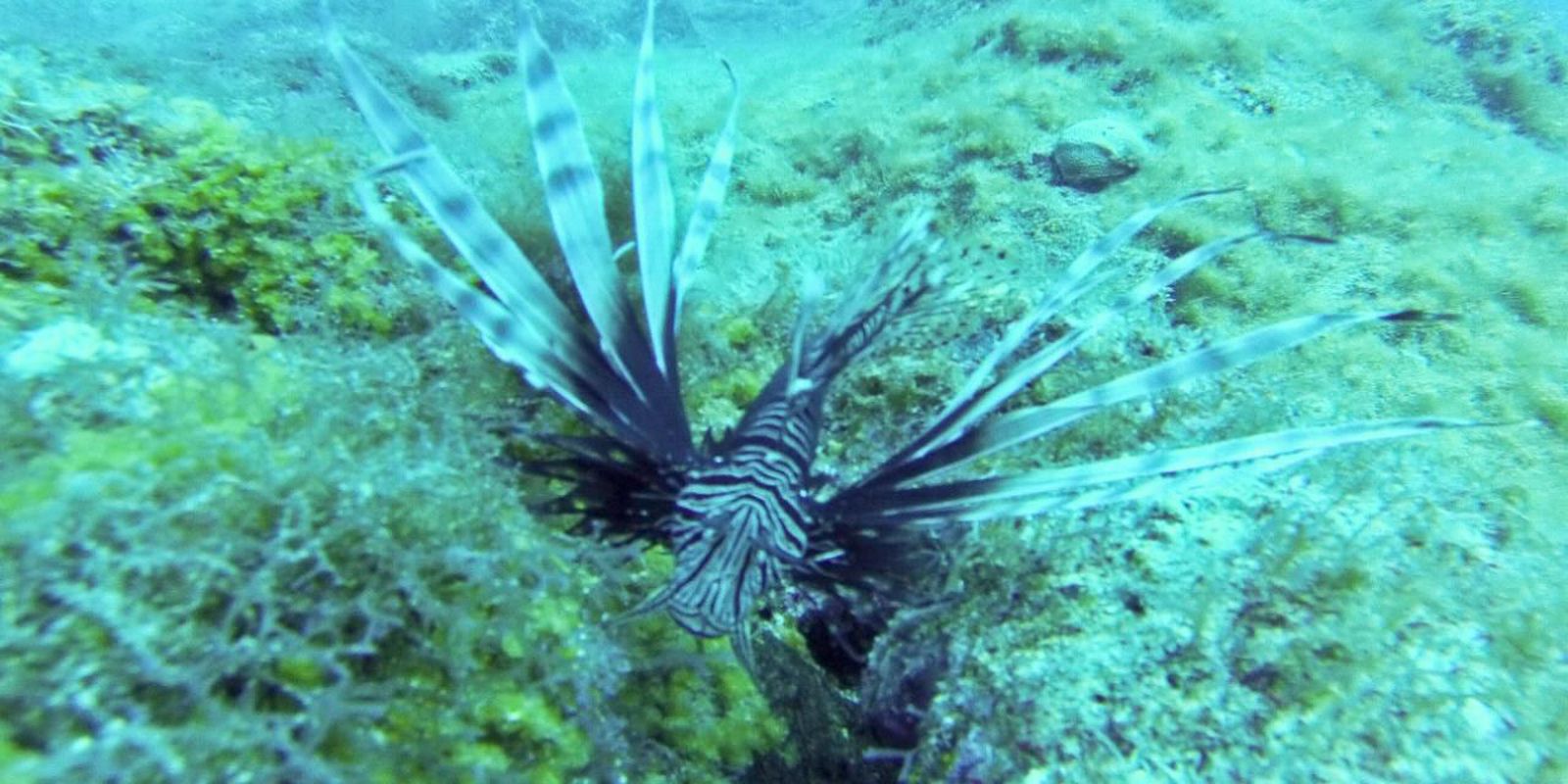 Government warns bathers and fishermen about lionfish dangers