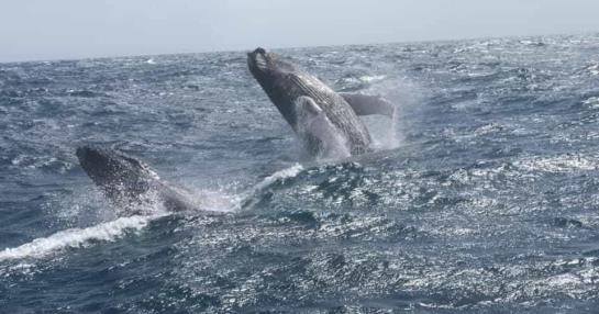 Humpback whales reach the shores of Miches