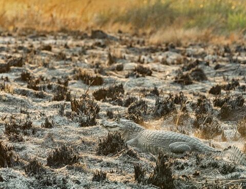 Hundreds of brigade members continue in the hard fight against the fire in Corrientes