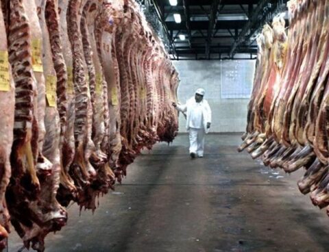 Income from meat exports grew