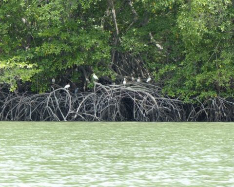 Mangroves are destroyed with authorization