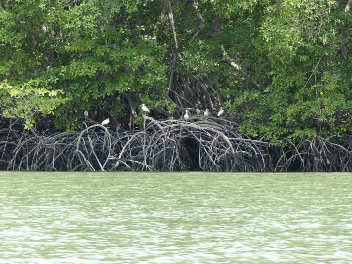 Mangroves are destroyed with authorization