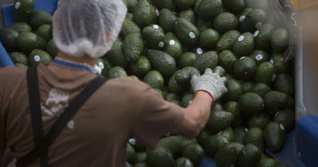 Mexico expects the US to lift the avocado suspension soon