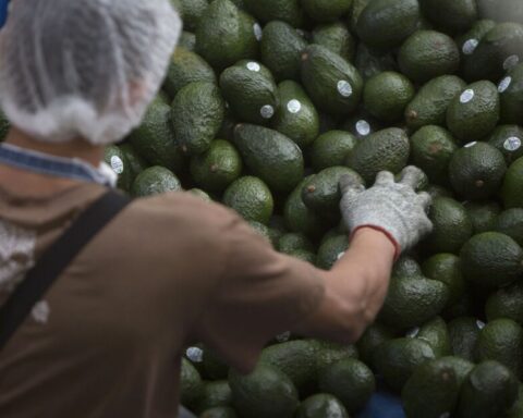 Mexico expects the US to lift the avocado suspension soon