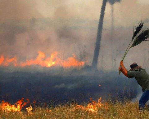 Producers affected by the fires in Corrientes will be exempt from paying taxes