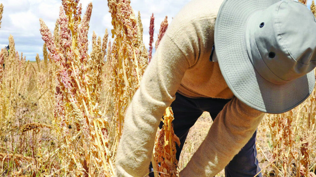 Quinoa exports fall and a part comes out with a Peruvian stamp