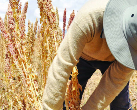 Quinoa exports fall and a part comes out with a Peruvian stamp