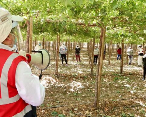 Sunafil inspects 64 agro-export companies in Ica to verify working conditions