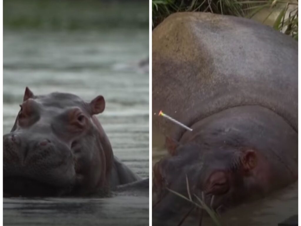 The African hippos that have reproduced in Colombia as an "invasive species" and at risk, warn