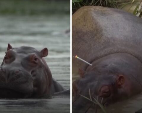 The African hippos that have reproduced in Colombia as an "invasive species" and at risk, warn