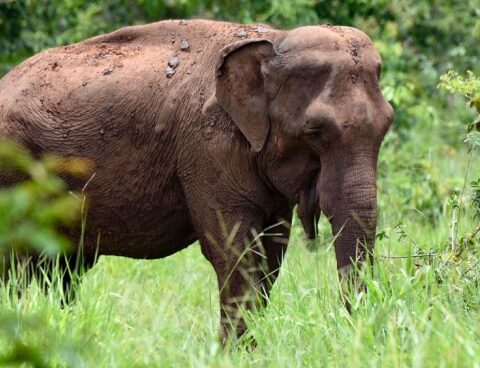 The Environment Committee visited the Elephant Sanctuary where Mara was transferred