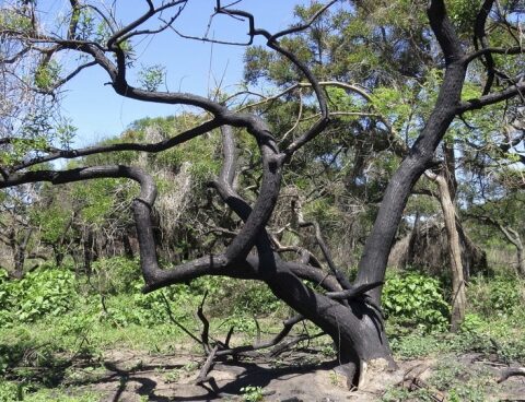 The Meeting for the preservation of the Isla de los Mastiles Natural Reserve culminated