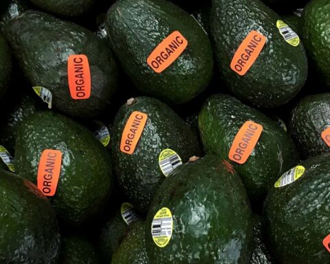 The US resumes purchases of avocado from Michoacán