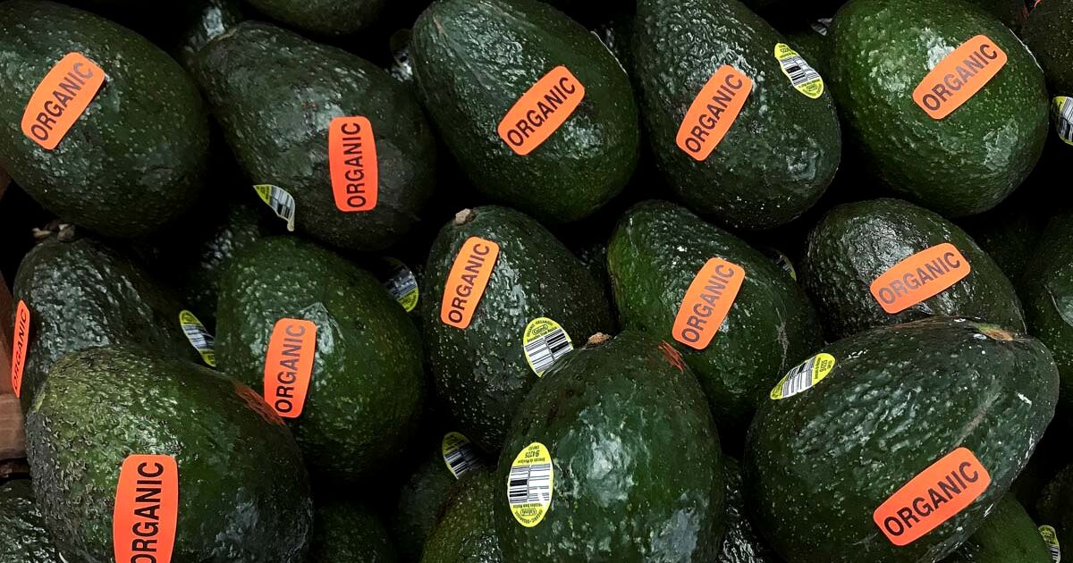 The US resumes purchases of avocado from Michoacán