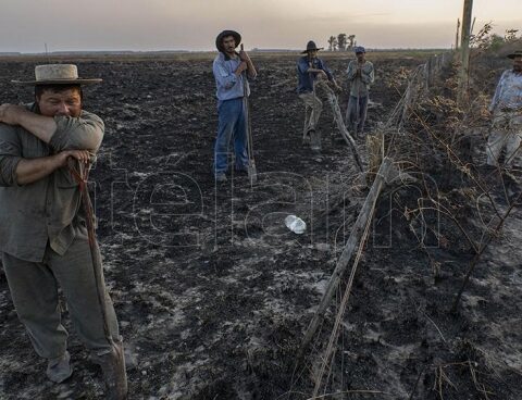 The fires in Corrientes "they will impact Argentine livestock"said Dominguez