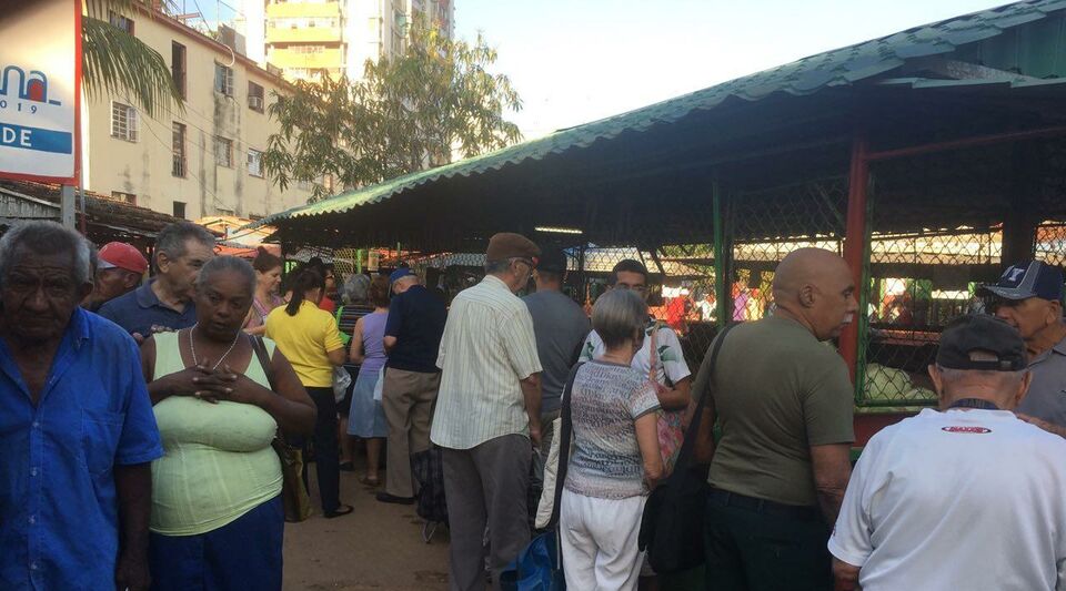 The national potato is more expensive in Cuba than the one produced with imported seed