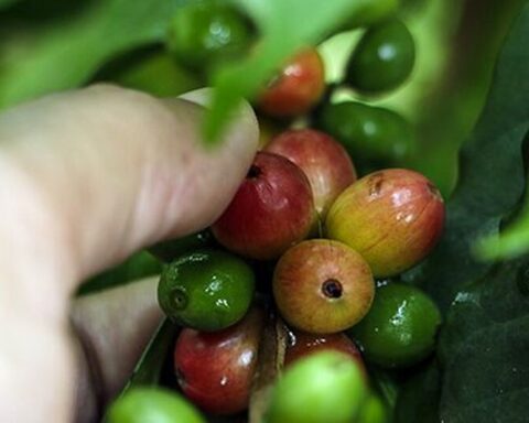 The official press invokes Juan Luis Guerra so that "rain coffee" in Cuba