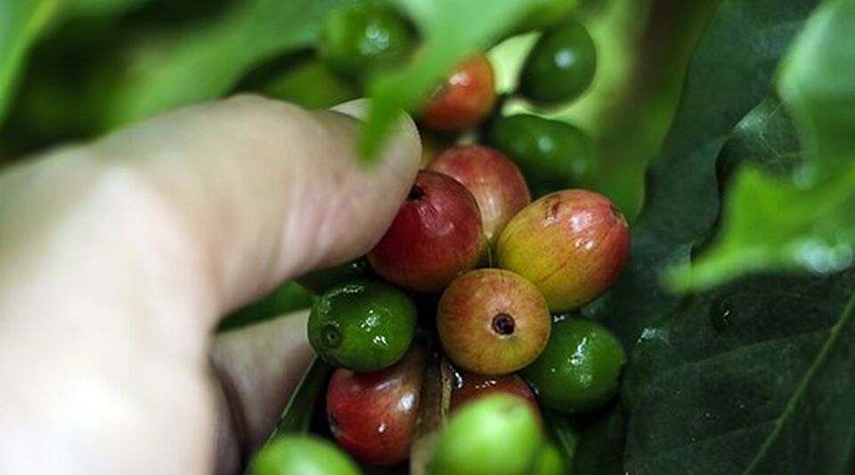 The official press invokes Juan Luis Guerra so that "rain coffee" in Cuba