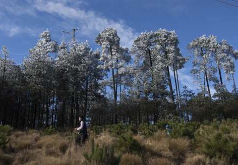 They ask legislators to save the National Institute of Ecology