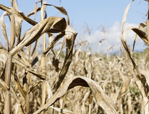 They estimate that 8.4 million hectares of soybean and corn have some degree of water deficit