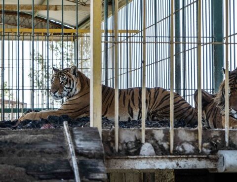 They rescued four Bengal tigers abandoned by a circus in San Luis