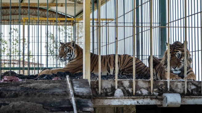 They rescued four Bengal tigers abandoned by a circus in San Luis