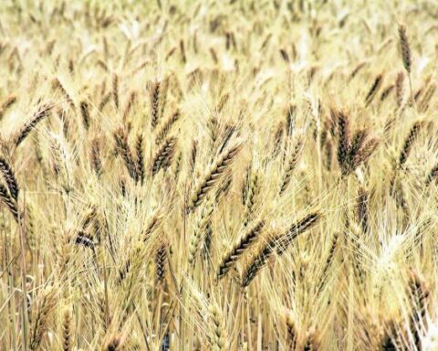 Wheat, titanium and soybeans rebound due to conflict