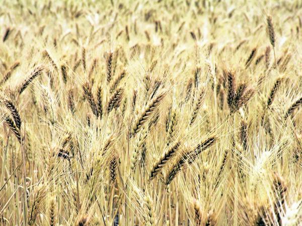 Wheat, titanium and soybeans rebound due to conflict