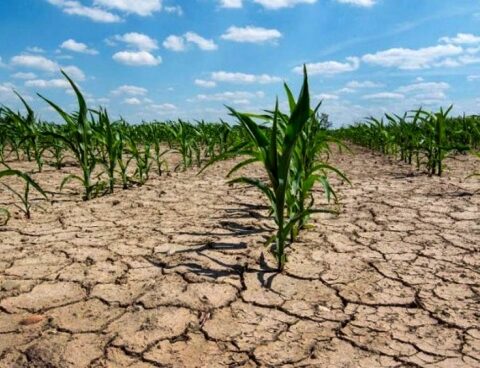 Agricultural emergency declared in Buenos Aires and Formosa