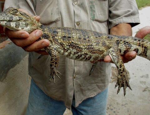 Alligators affected by drought and fires rescued