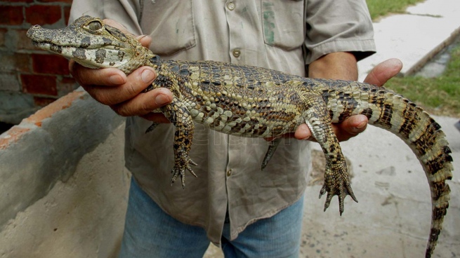 Alligators affected by drought and fires rescued