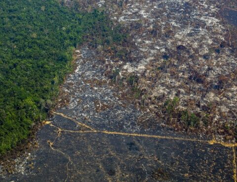 Amazon deforestation set a new record for February