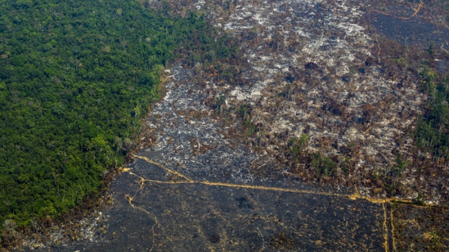 Amazon deforestation set a new record for February