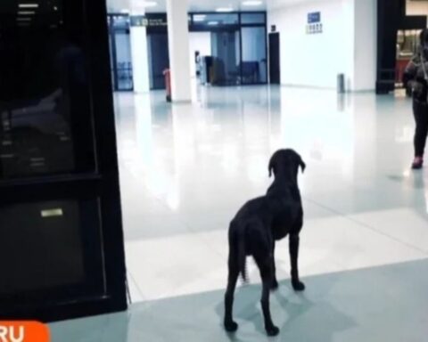 "Black", the dog that waits for his master in Viru Viru 4 months ago