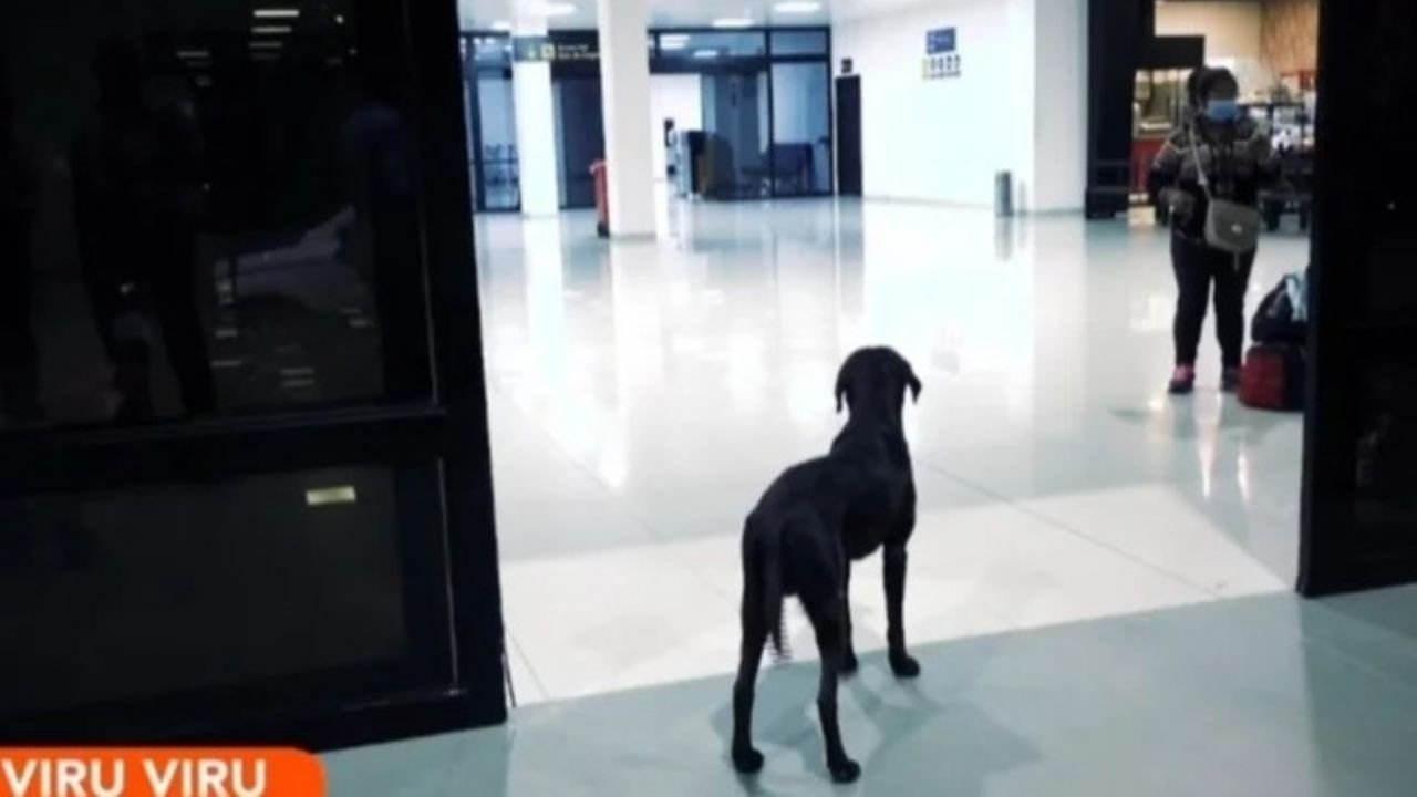 "Black", the dog that waits for his master in Viru Viru 4 months ago