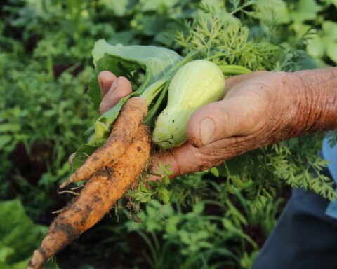 Brazil will have credit of US$ 1.2 billion for agricultural projects