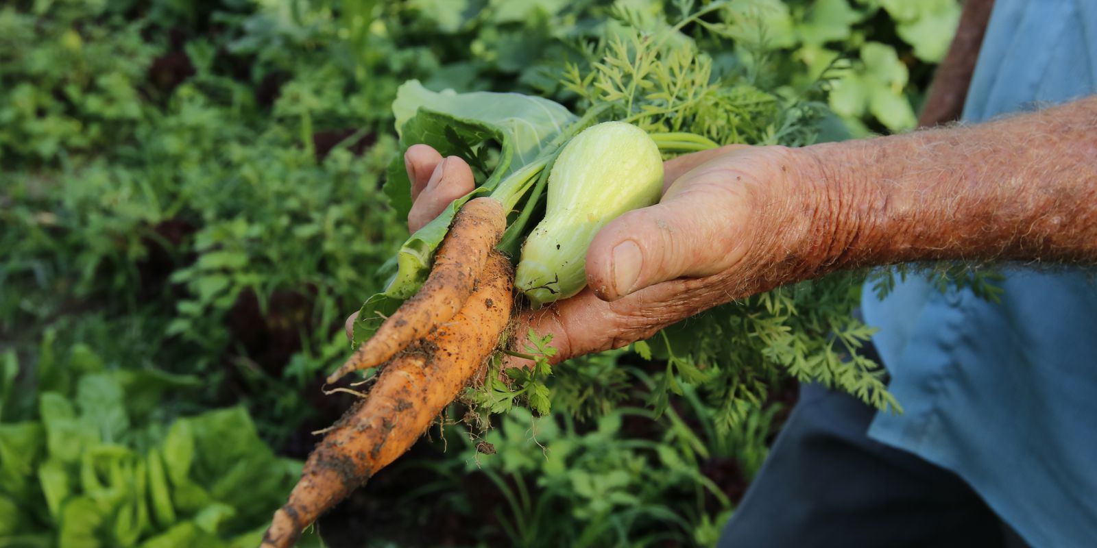 Brazil will have credit of US$ 1.2 billion for agricultural projects