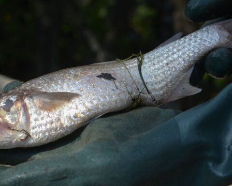 Comlurb collects tons of dead fish in the west of Rio