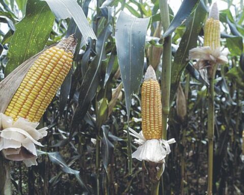 Corn production increased by 27.5%