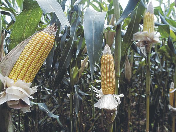 Corn production increased by 27.5%