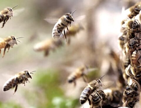Drought and fires caused a loss of more than 50% in beekeeping