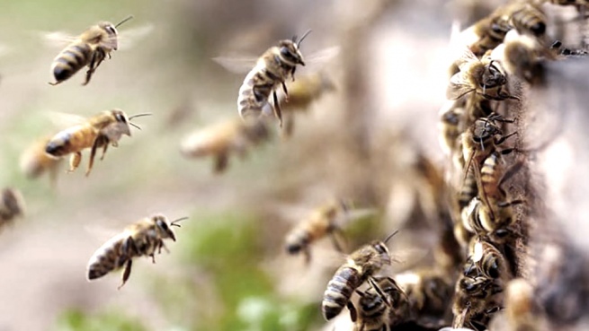 Drought and fires caused a loss of more than 50% in beekeeping