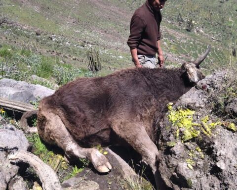 Earthquake in Arequipa: Two bulls die crushed by rocks in Pinchollo