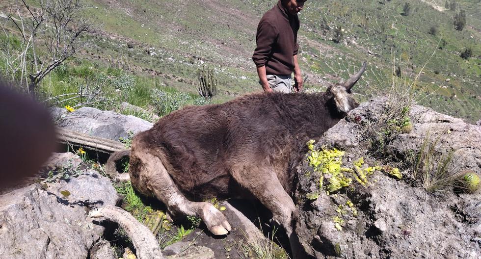 Earthquake in Arequipa: Two bulls die crushed by rocks in Pinchollo