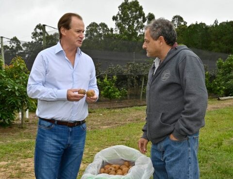 Entre Ríos will start harvesting the first production of kiwis