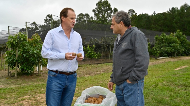 Entre Ríos will start harvesting the first production of kiwis