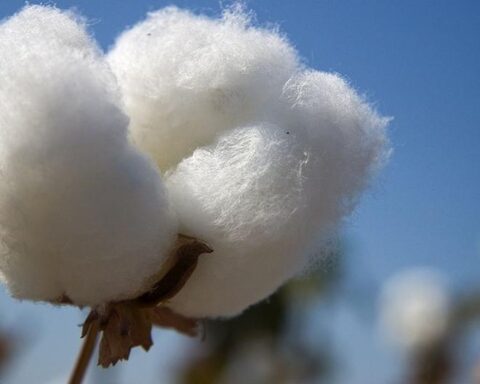 Executive proposes to implement productive corridor for cotton industrialization